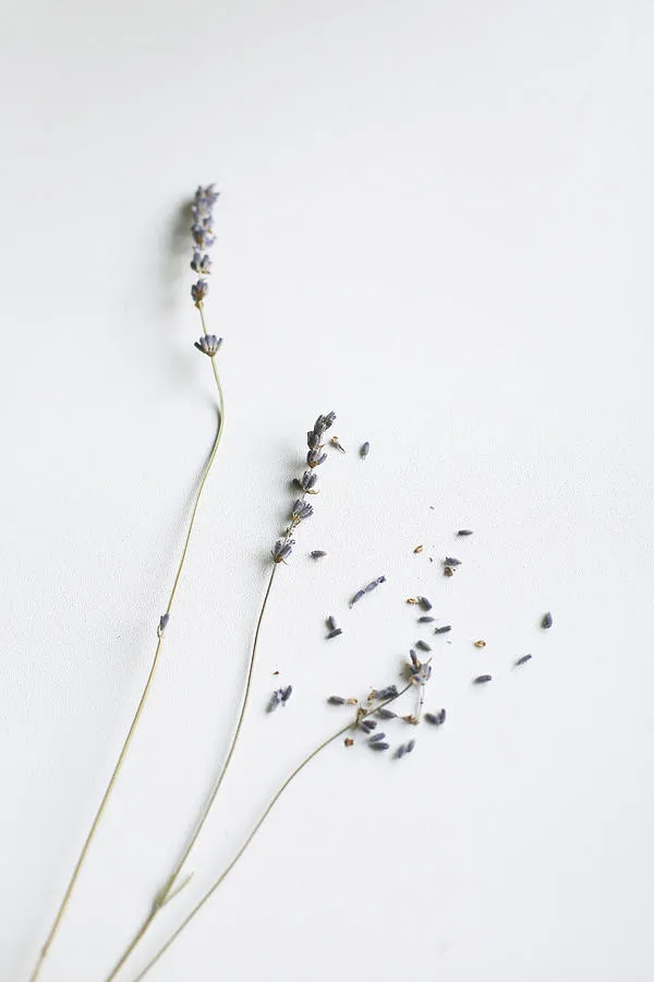 Lavender Sprigs photo 1