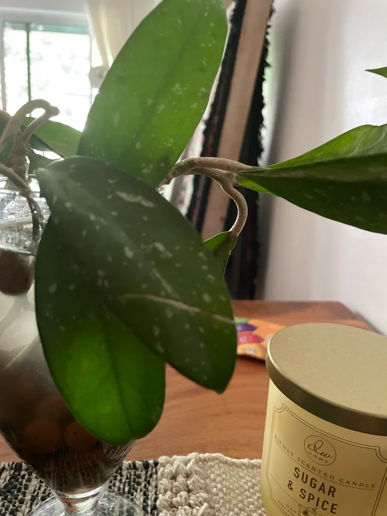 Hoya cutting photo 1