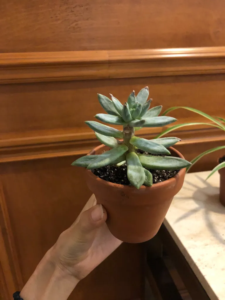 Succulent in clay pot  photo 1