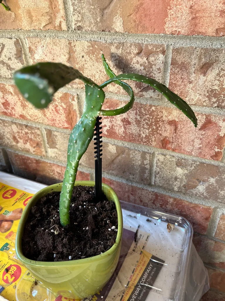 Cactus plant in a cute green pot photo 1