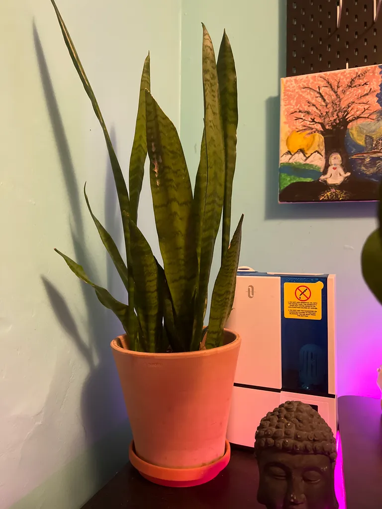 Snake plant  photo 1