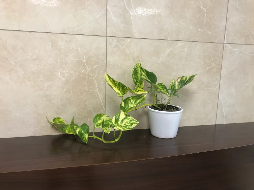 Indoor plants  photo 1