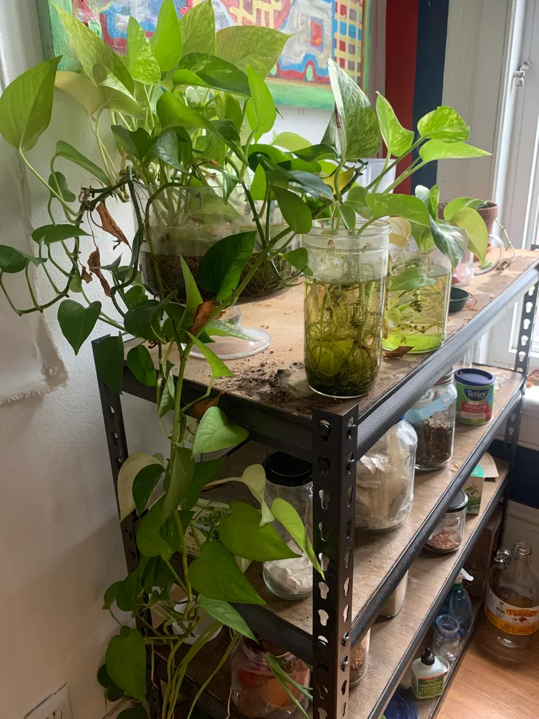 Plant cuttings photo 1