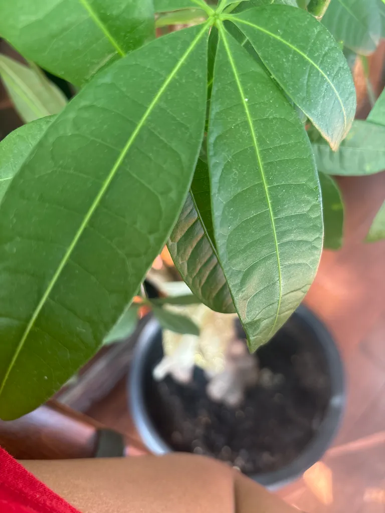 Flower care tips? photo 1