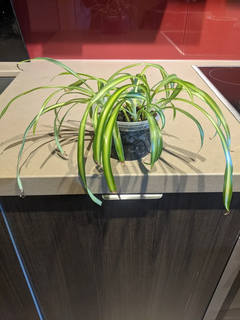 3 healthy, fast growing spider plants photo 1