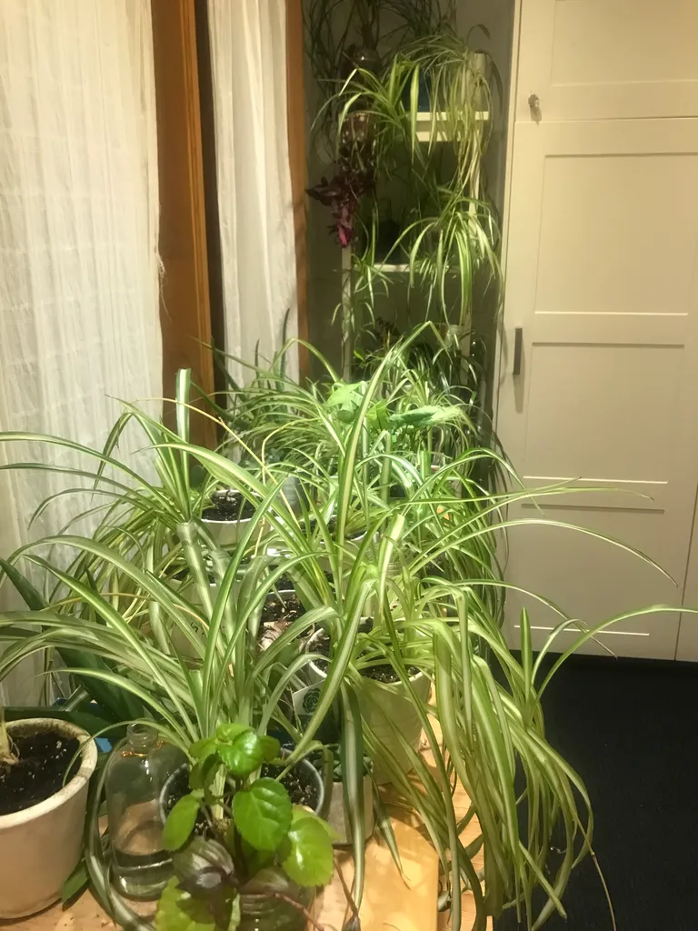 Spider plants 🌱  photo 1