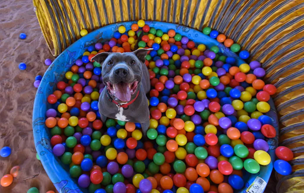 ISO Ball Pit Balls photo 1