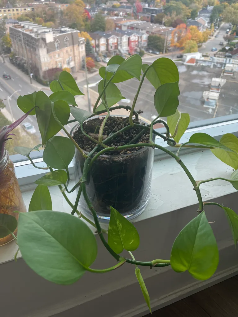 Pothos plant  photo 1