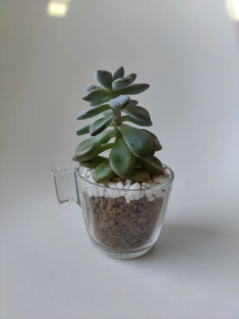 Pending Potted succulent  photo 1
