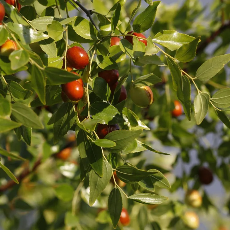 Jojoba tree products photo 1