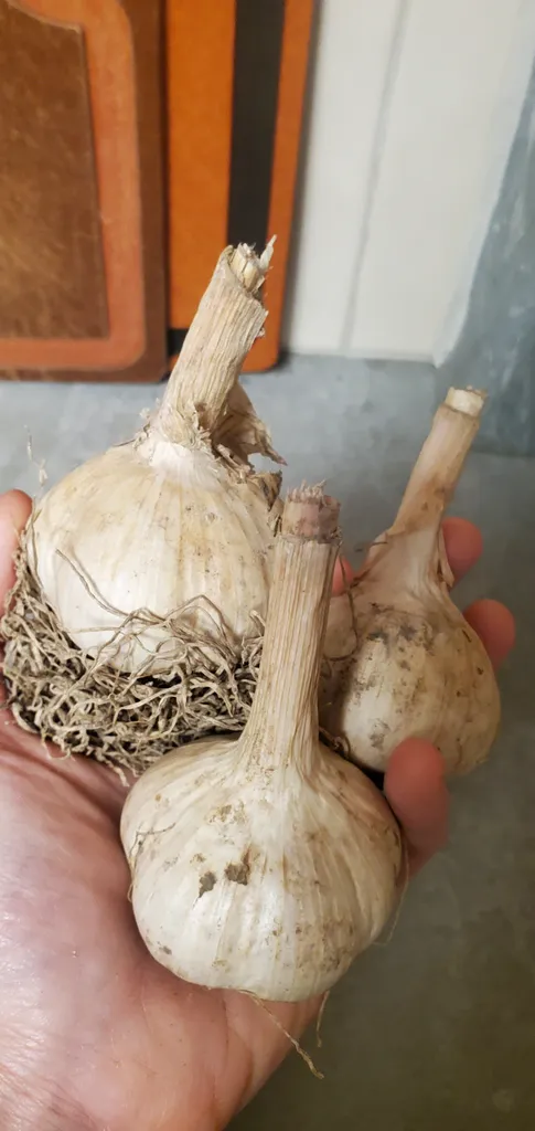 Giant local organic garlic photo 1