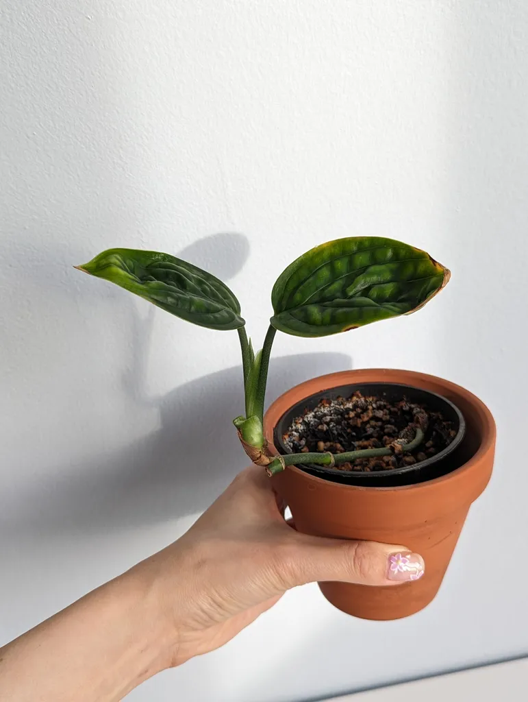 Monstera Peru photo 1