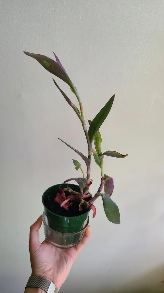 Purple heart photo 1