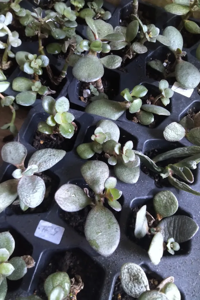 Baby Jade plant photo 1