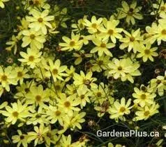 Coreopsis verticillata "Moonbeam" photo 1