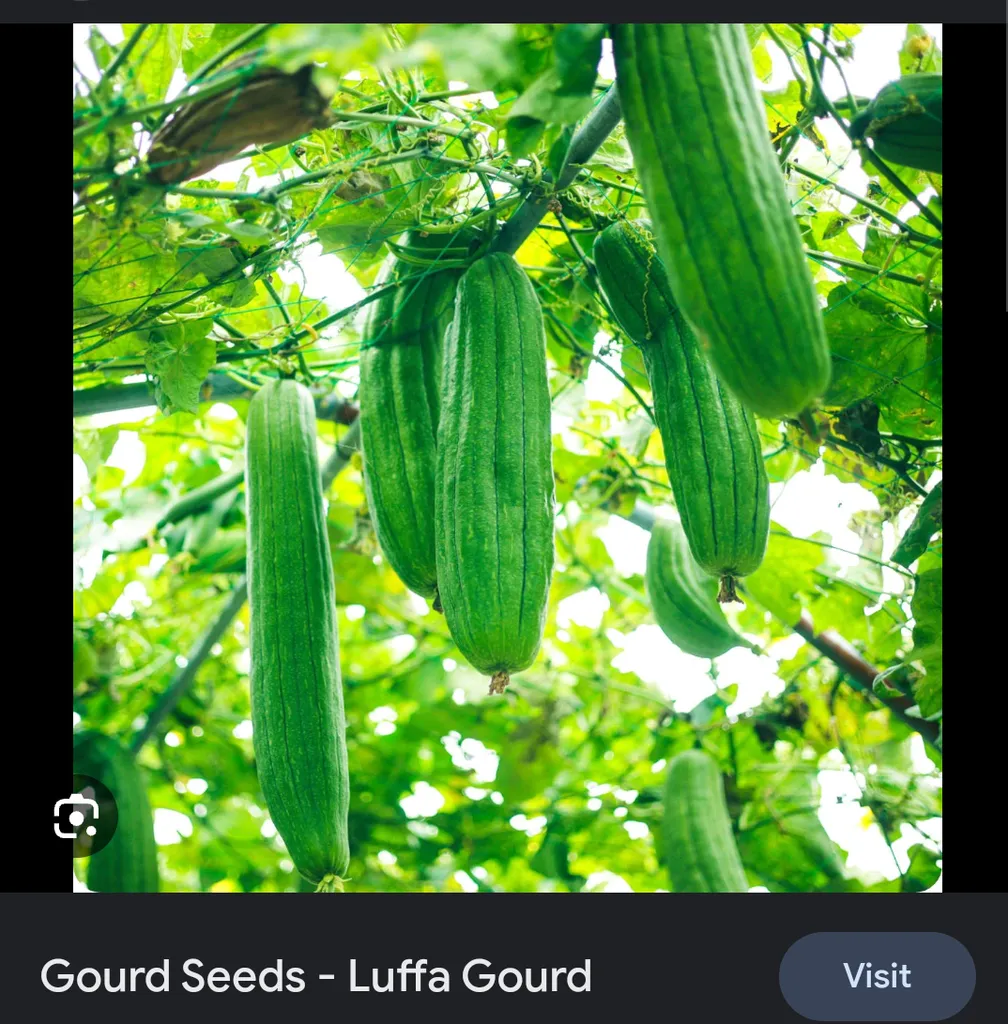Luffa plant photo 1