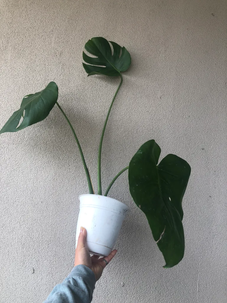 Monstera Plant photo 1