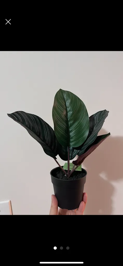 BNWT Artificial calathea plant  photo 1