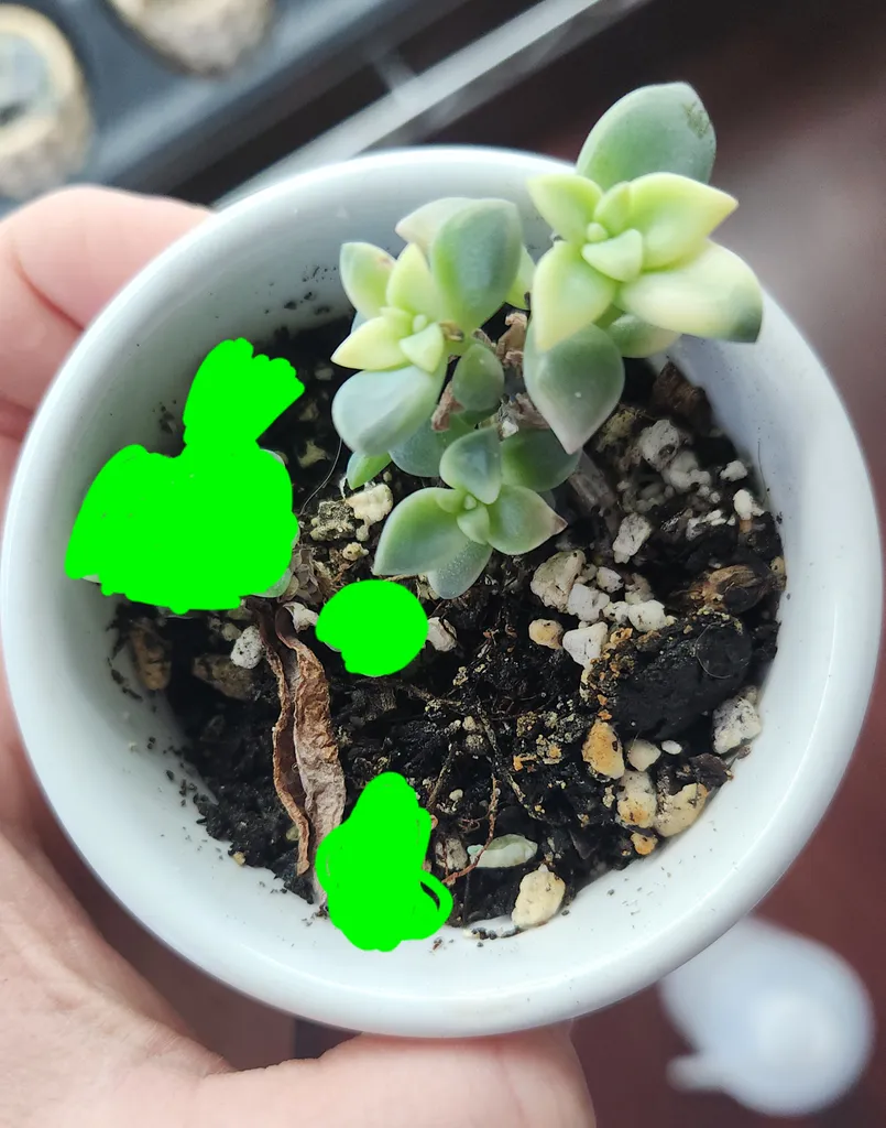 3x baby variegated succulent plants photo 1