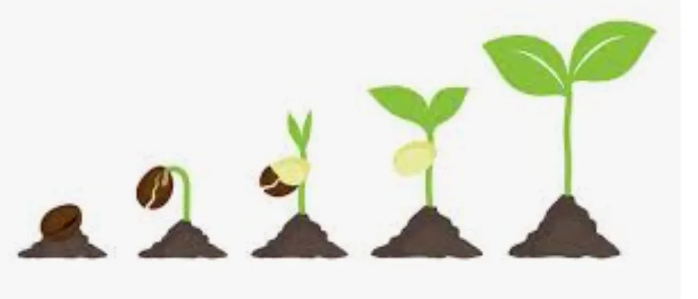 Plant Seeds Harvested 2023 photo 1