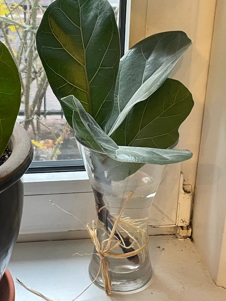 ficus lyrata cutting photo 1