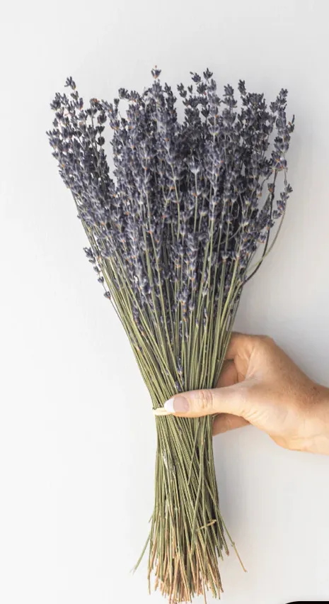 Dried lavender for closet photo 1