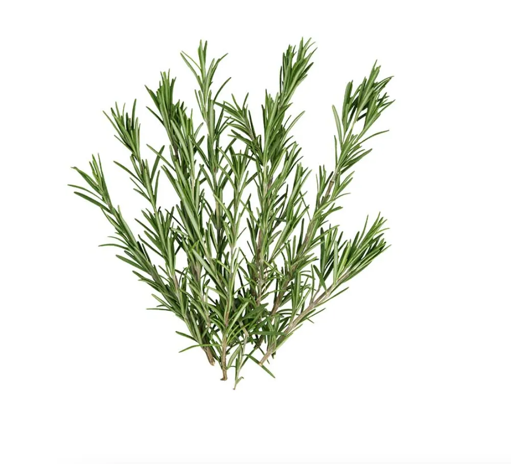 fresh or dry rosemary photo 1