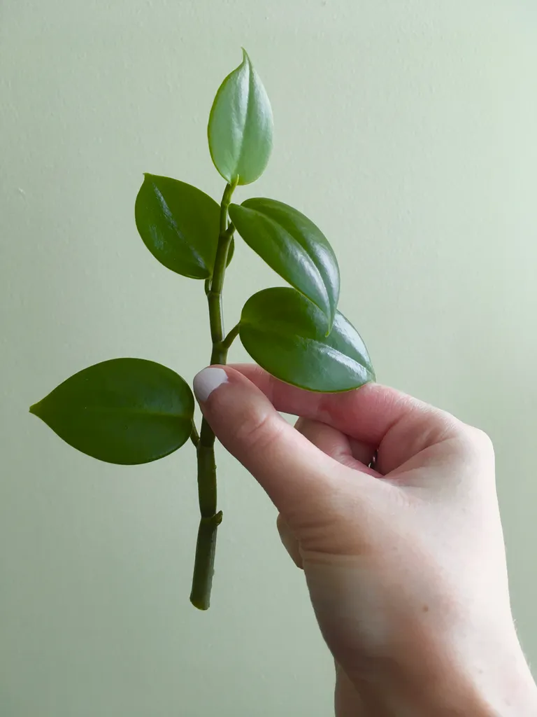 Peperomia Scandens Cutting photo 1