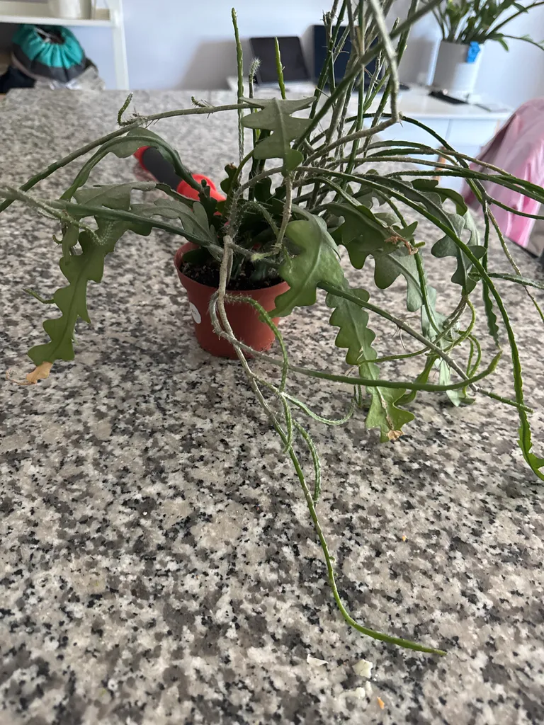 (Fishbone?) Cactus photo 1