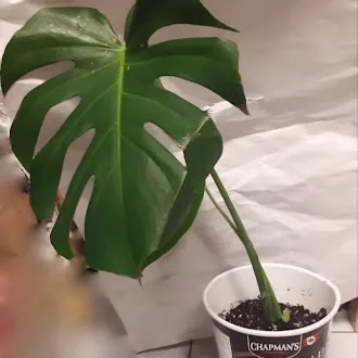 Potted Monstera photo 1