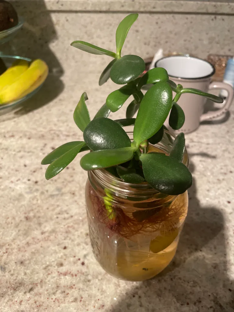 Rooted jade cuttings  photo 1