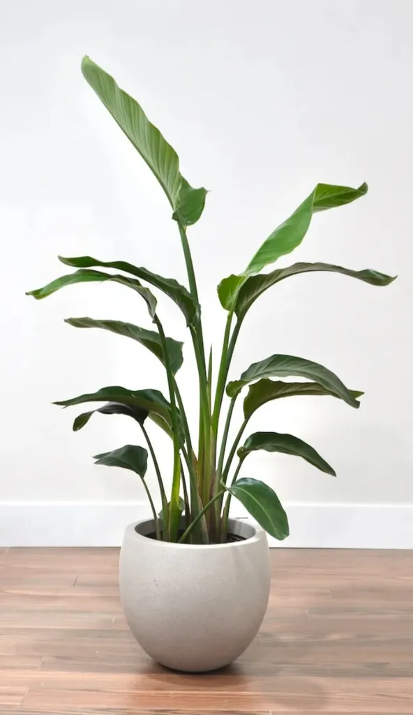 Indoor House Plants photo 1