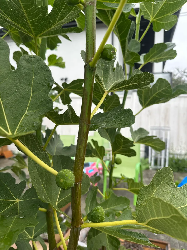 Figgies in the summertime (free) photo 1