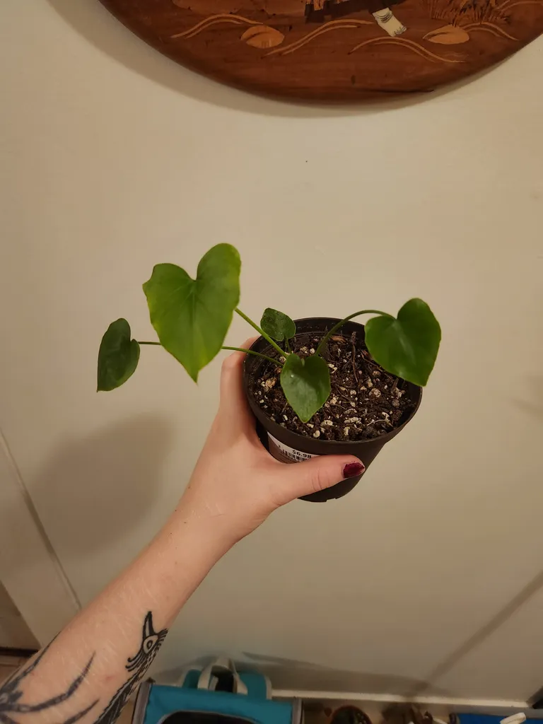 Philodendron babies! photo 1