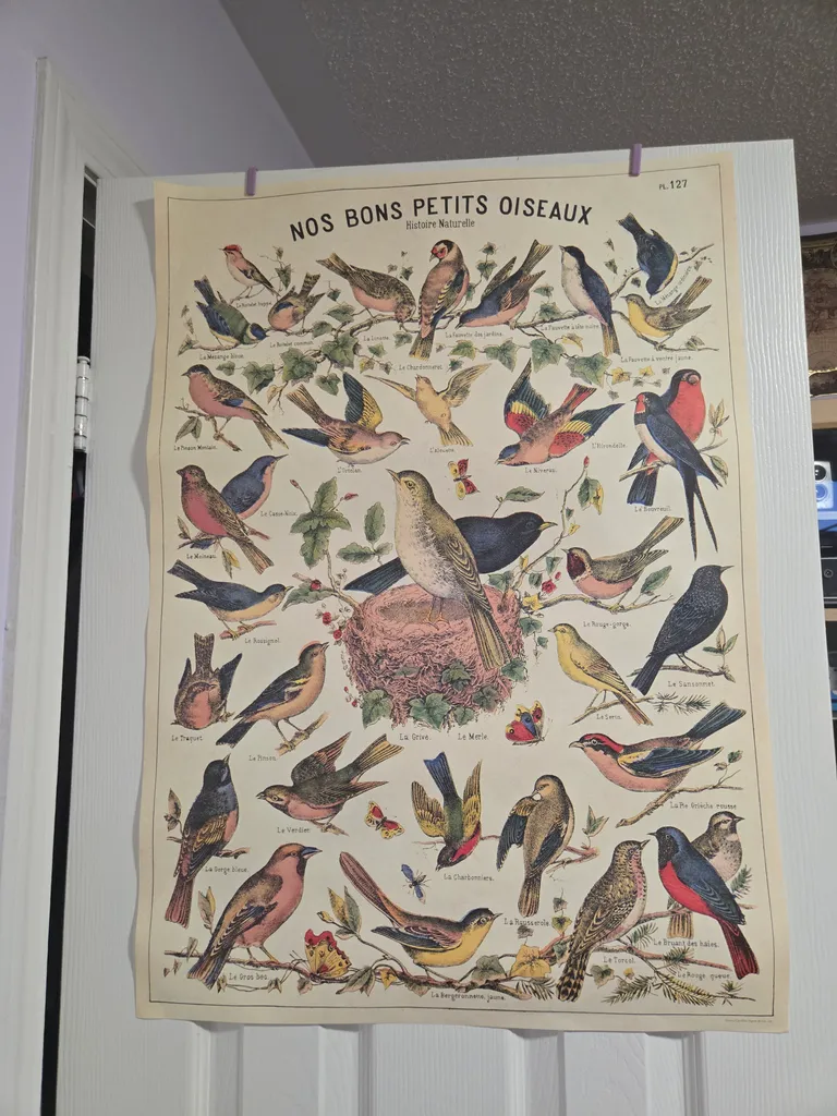 French bird poster photo 1