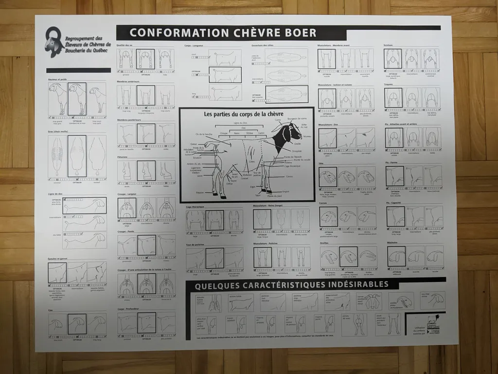 Goat poster  photo 1