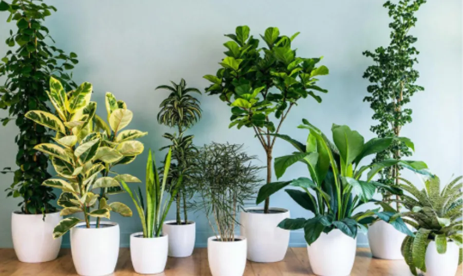 ISO floor plant  photo 1