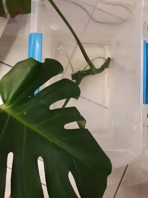 Rooted Monstera photo 1