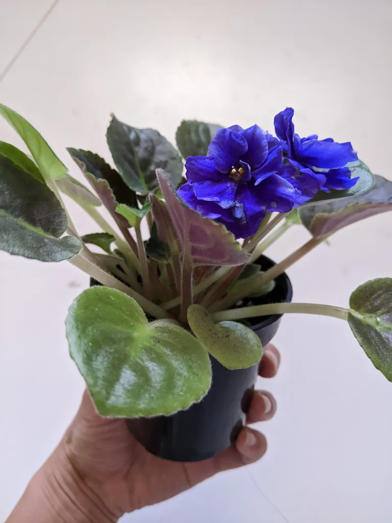 Purple African Violet photo 1