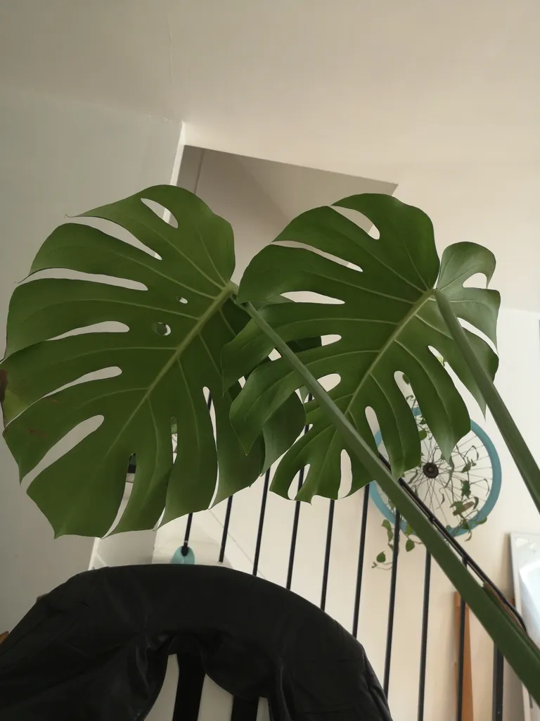Huge monstera leaf cuttings photo 1