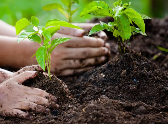 Planting help photo 1