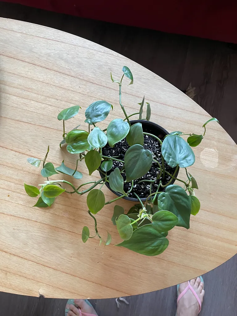 Heart leaf philodendron  photo 1