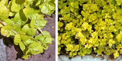 Golden Creeping Jenny photo 1