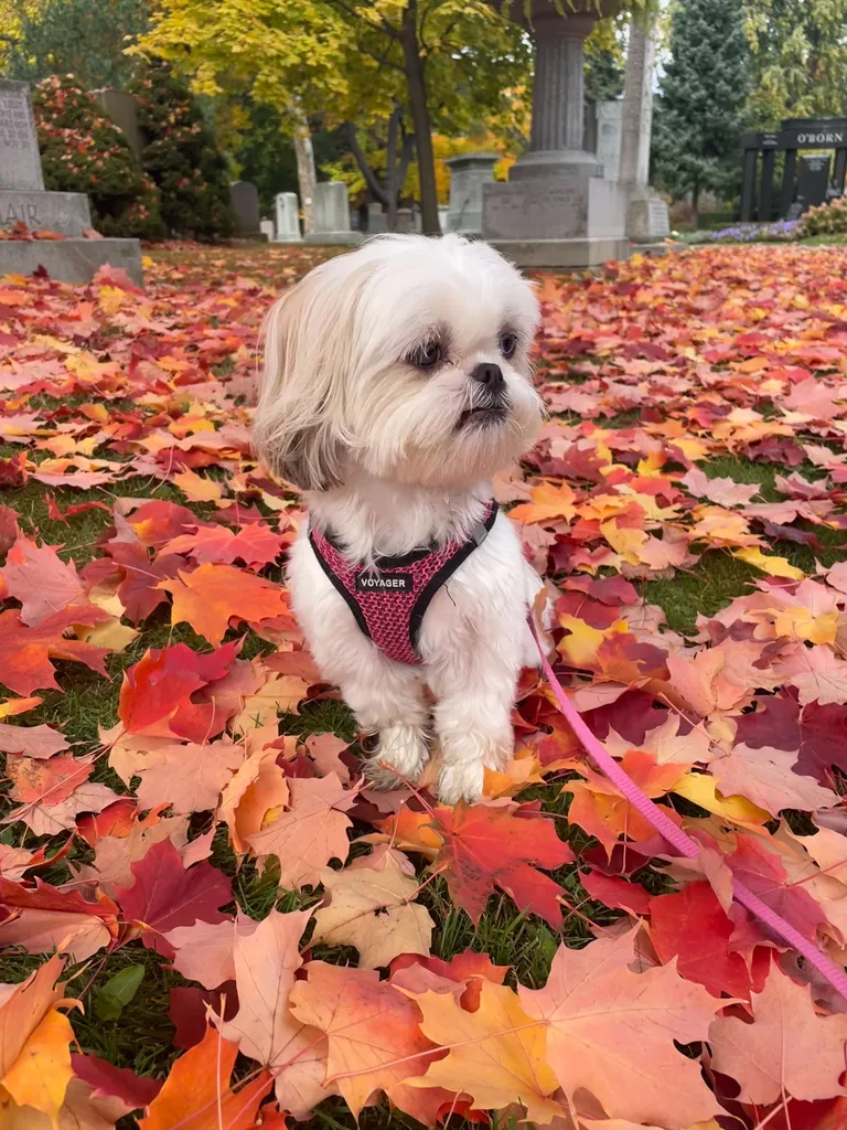 My dog is cute.  photo 1