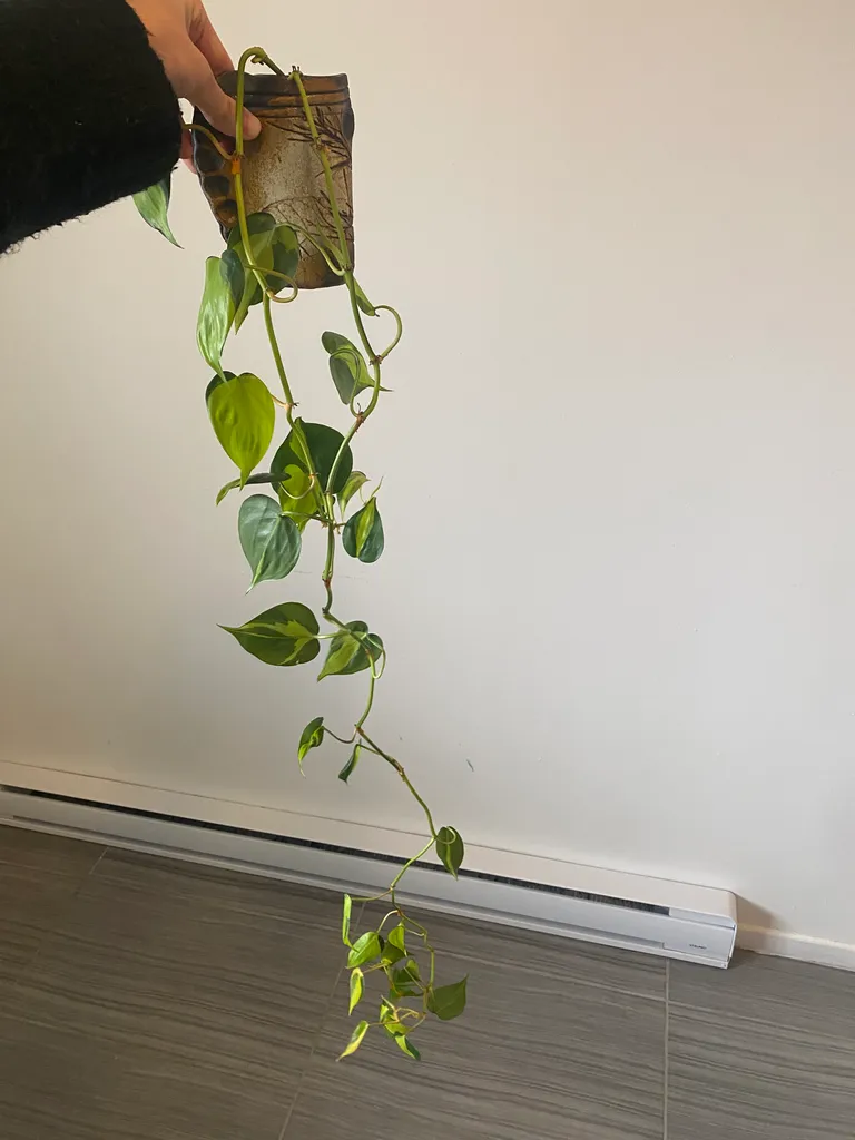 Philodendron cuttings photo 1