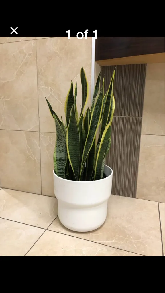 Indoor plants  photo 1