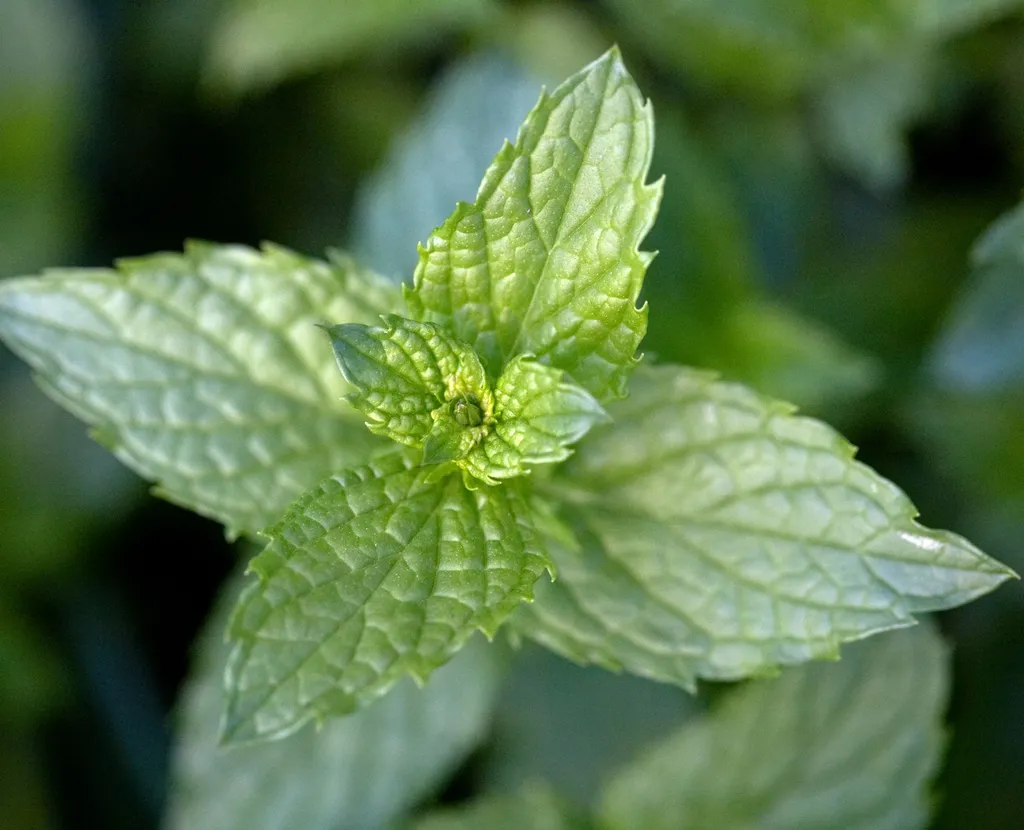 Fresh Mint to Plant photo 1