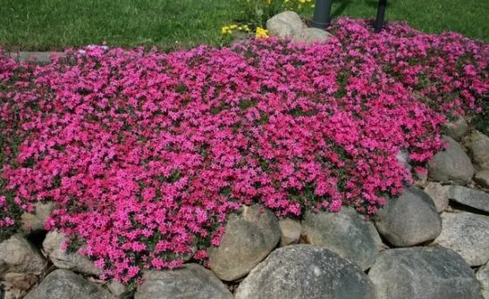 Pink Creeping Phlox photo 1