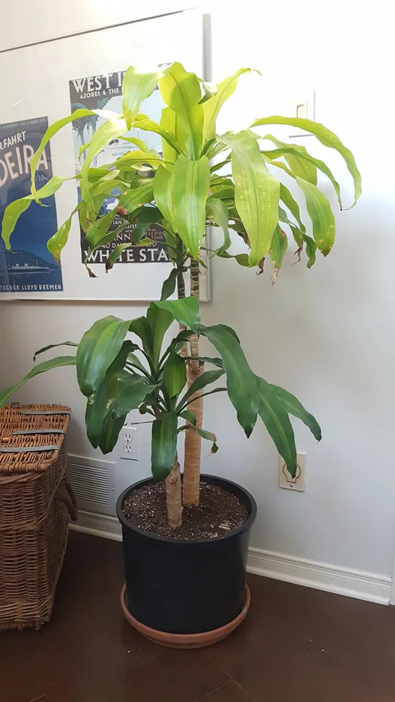 Dracaena Tree photo 1