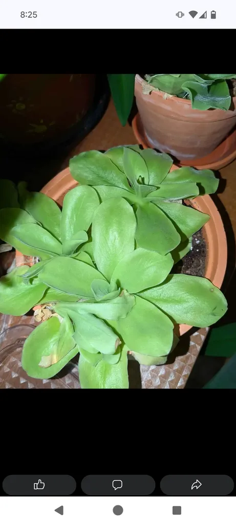 Butterworts plants available  photo 1